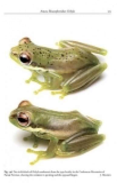 Preview: Amphibians of Cambodia